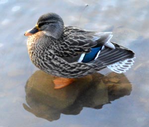 Duck in Big Creek